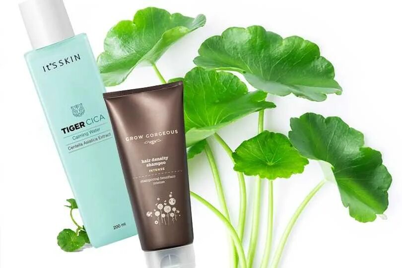 Центелла азиатская в косметике. Греймелин центелла ночной крем. Graymelin крем для лица с центеллой centella. Центелла азиатская в косметике. Centella растение для кожи.