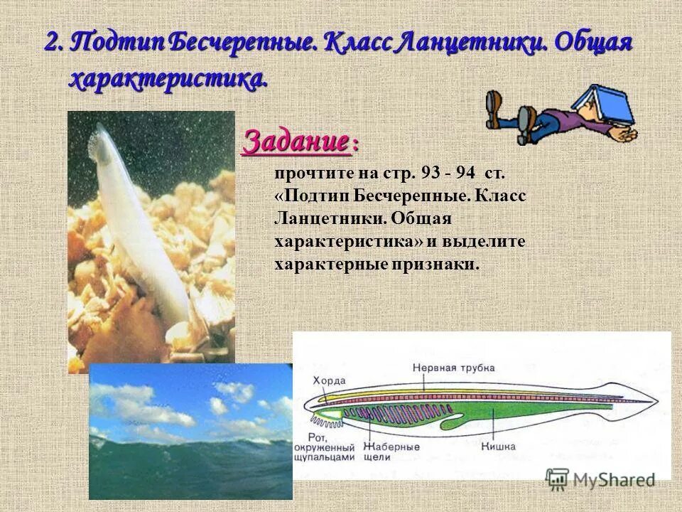 подтип бесчерепные строение. общая характеристика бесчерепных. хордовые бесчерепные общая характеристика. краткая характеристика подтип бесчерепные класс ланцетники. общая характеристика бесчерепных.