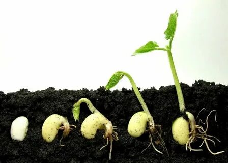 But growing