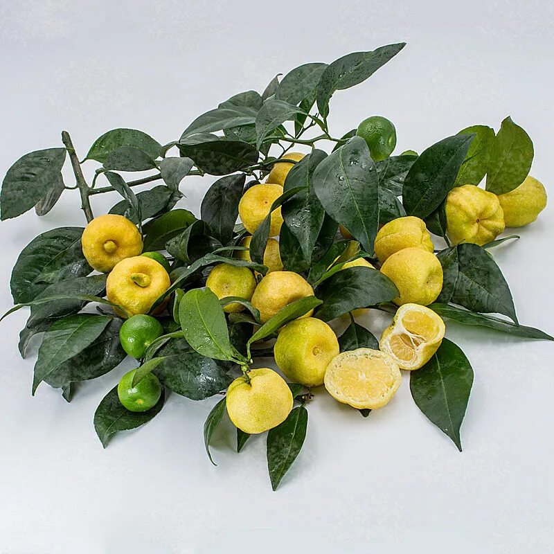 Citrus limetta