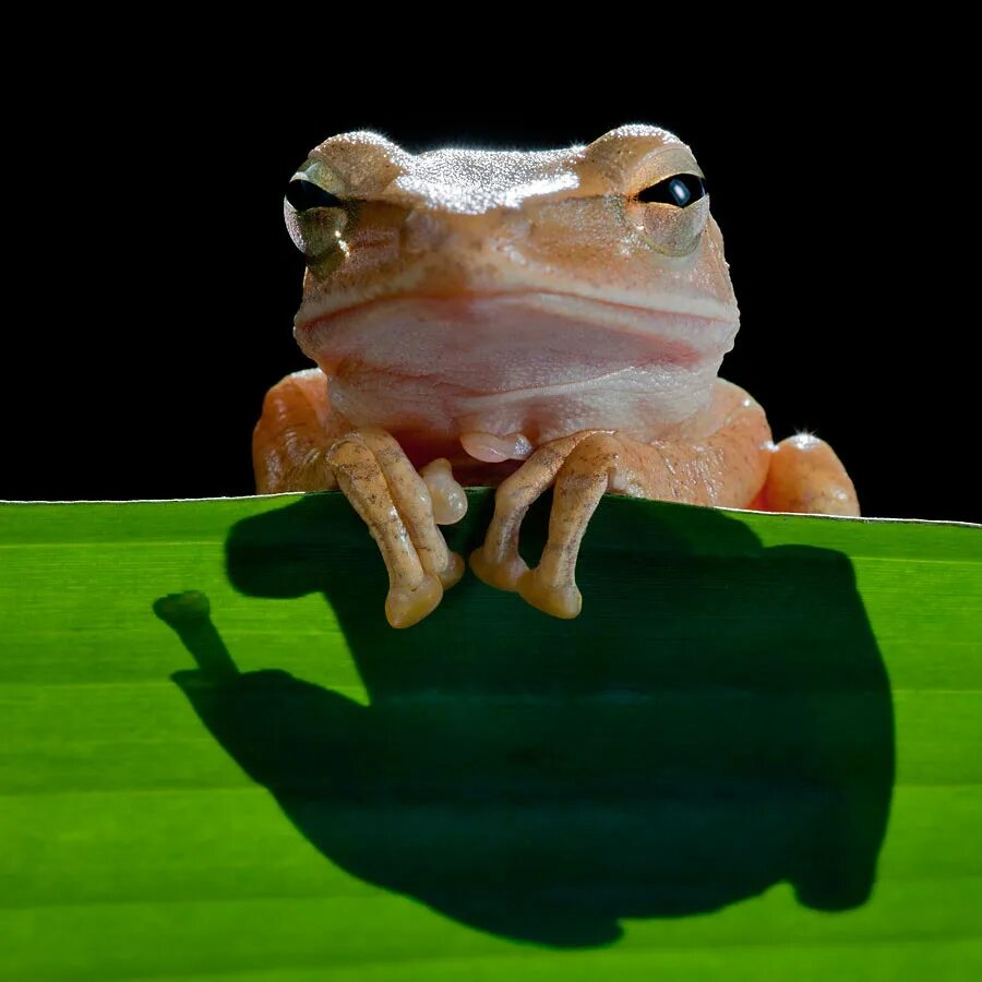 дом 2 жаба. Lithobates catesbeianus. дом 2 жаба. лягушка травяная квакает. лягушки тайланда.