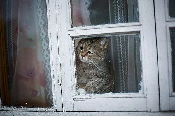 Кот на окне. Кот в окошке. Кот на окне. Look out to the window with bored. Котик у окна.