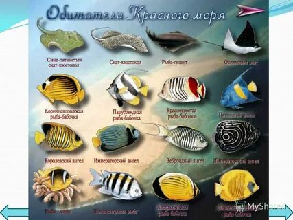 Названия морских рыбок