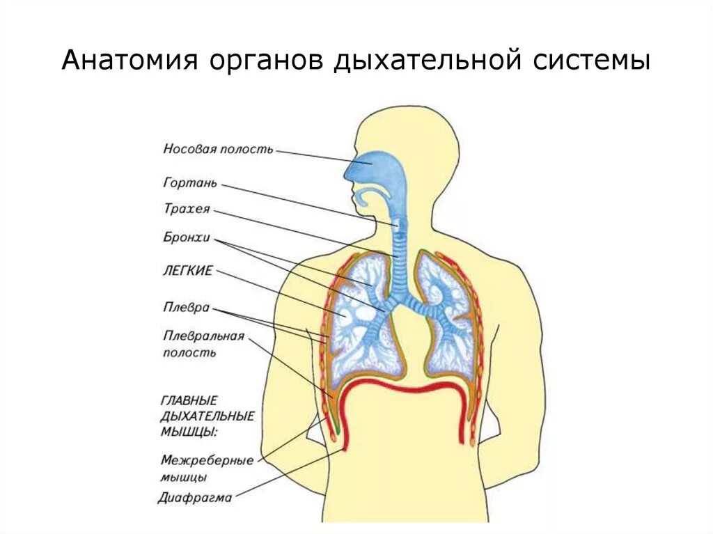 Трахея разделяется на бронхи на уровне