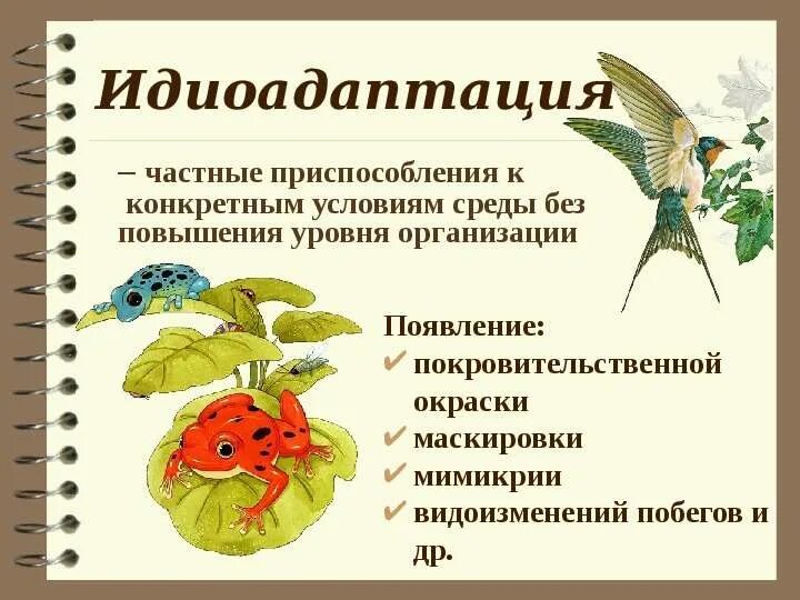 Презентация на тему "Эволюция" - скачать бесплатно презентации по Биологии