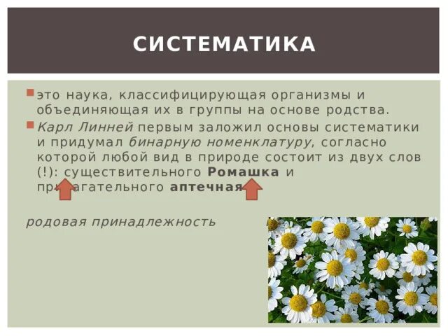 Систематика раздел биологии. Систематика. Кладограмма генотипы. Организмы на основе их родства. Классификация организмов по группам.