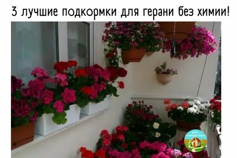 Герань в большом горшке