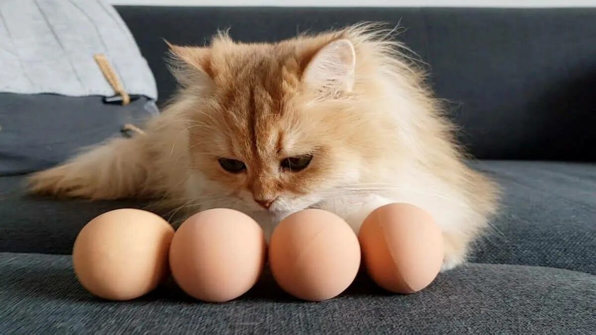 Кошке можно давать яйцо