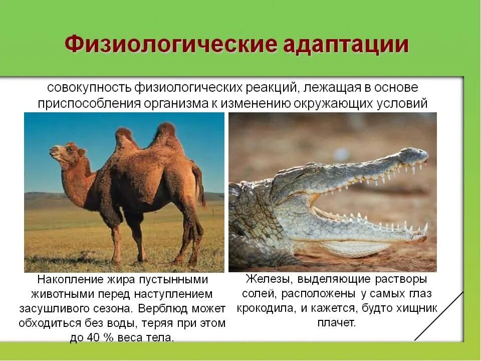 Физиологические состояния животных. Физиологическая адаптация приспособленности. физиологическая адаптация у животных биология. приспособленность организмов физиологическая адаптация. физиологические адаптации примеры.