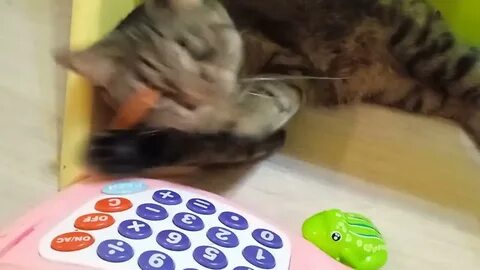 Мяу 7