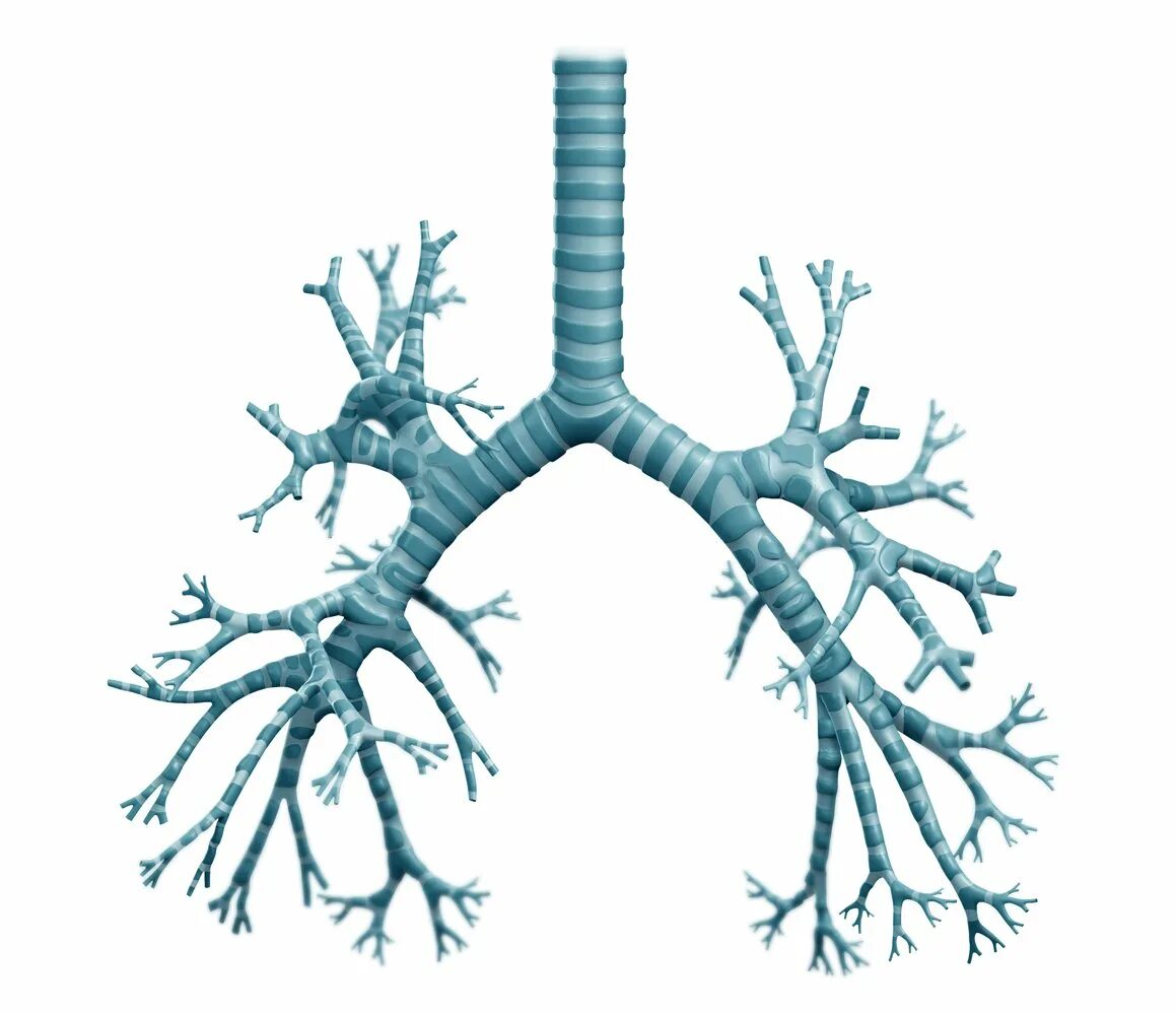 Бронхиальное дерево. Два бронхиальных дерева. Трахея и бронхи анатомия. Два бронхиальных дерева. Анатомия бронхиальное древо.