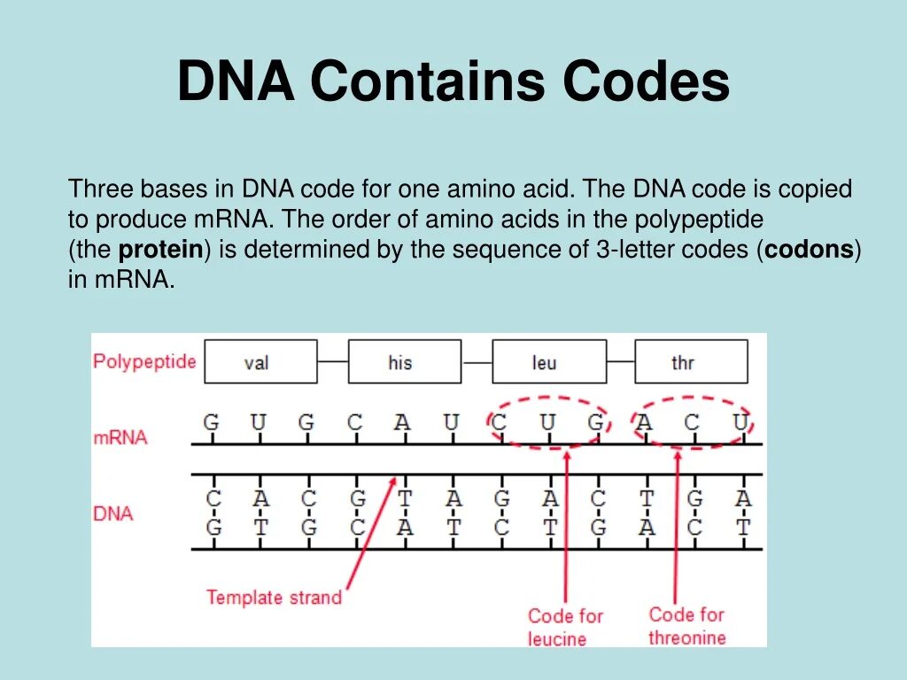 Coding dna. Dna code. non-coding dna. order of dna. dna расшифровка на английском.