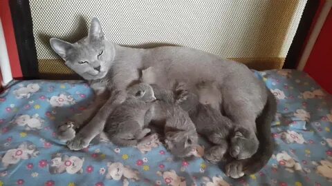 Котята в 5 дней
