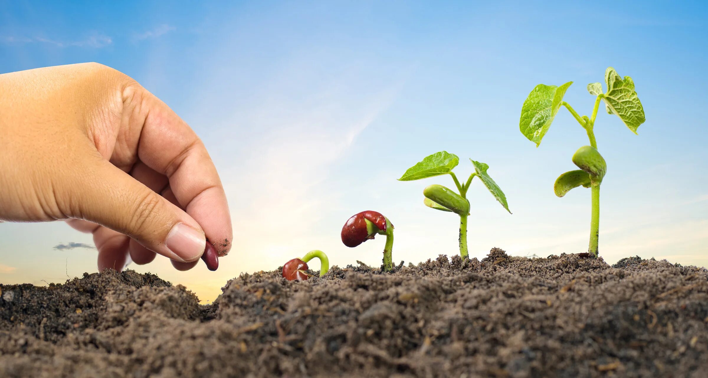 Seeding for a new generation