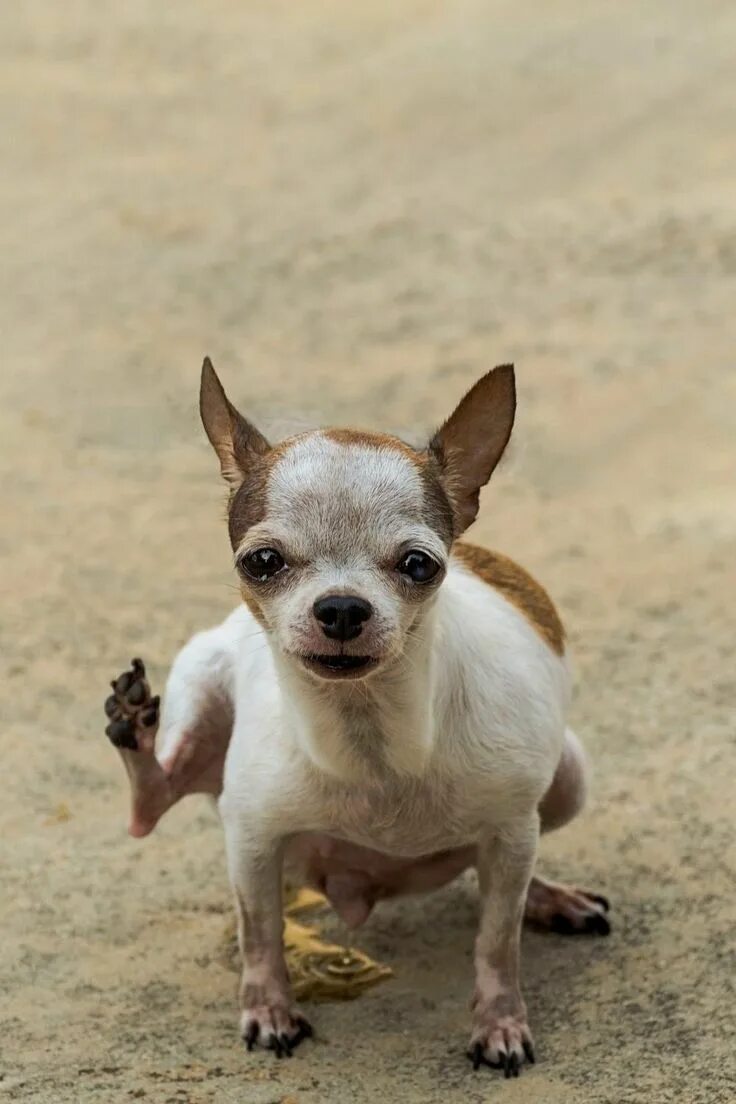 Чихуахуа в унитазе. Чихуахуа писает. Чихуахуа в женских руках. Чихуахуа олененок. Китайская чихуахуа.