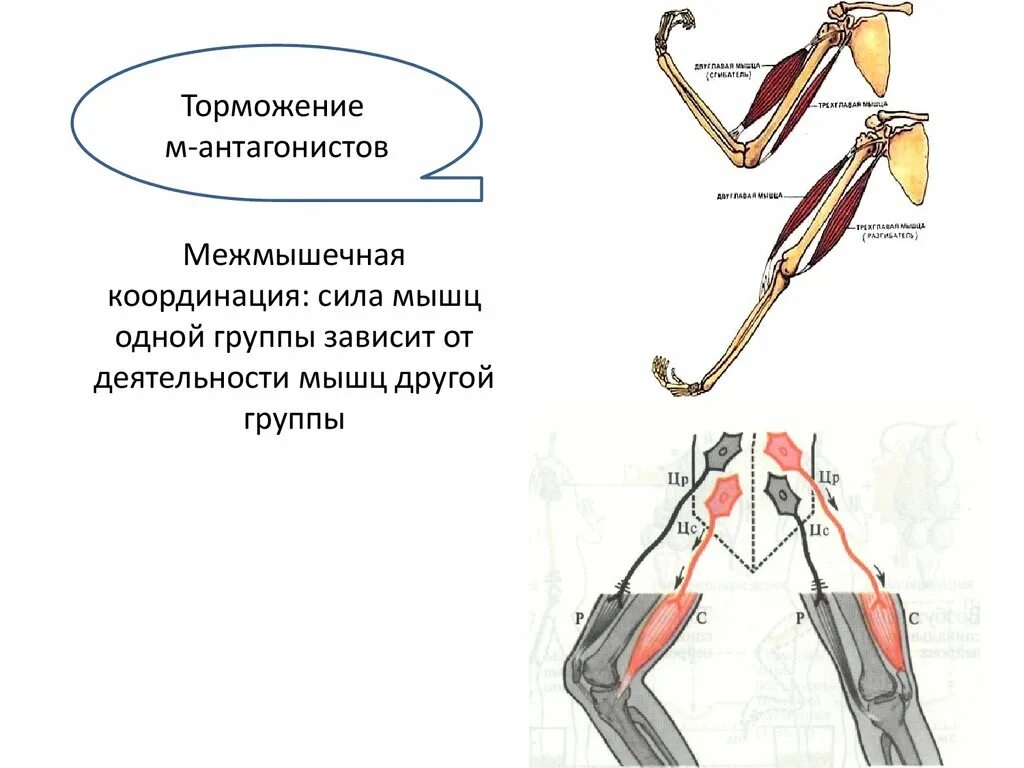 Координация движений мышц. Агонисты антагонисты синергисты. мышцы антагонисты. работа мышц антагонистов. межмышечная координация.