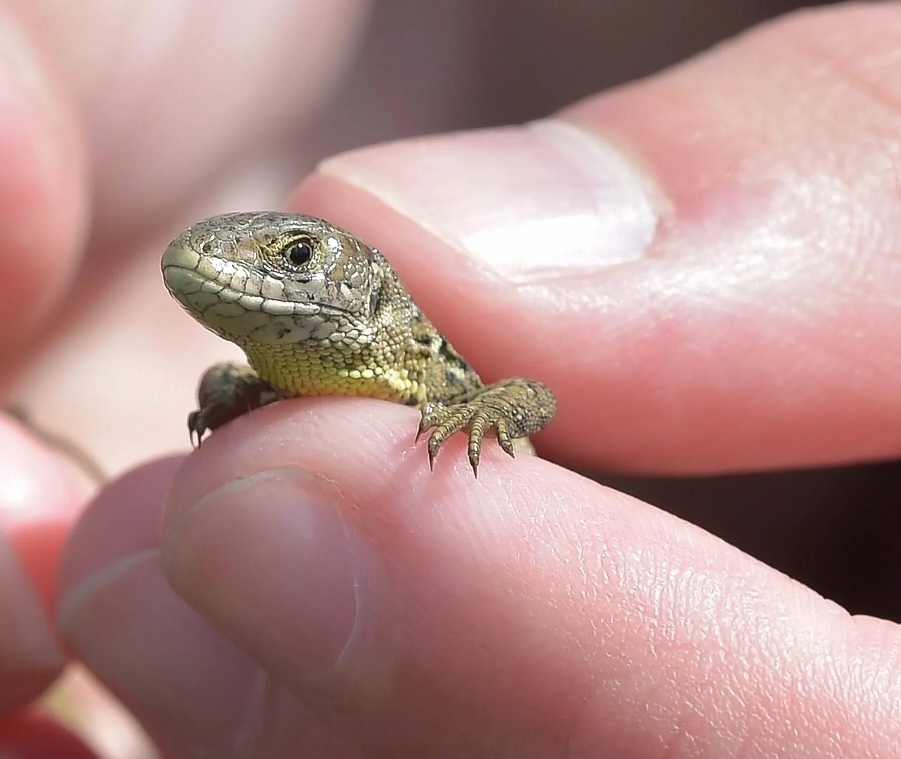 Небольшая ящерица. Карликовый геккон (Sphaerodactylus ariasae). Ящерица Харагуанский сферо. Виргинский круглопалый геккон. Карликовый геккон Латифи.