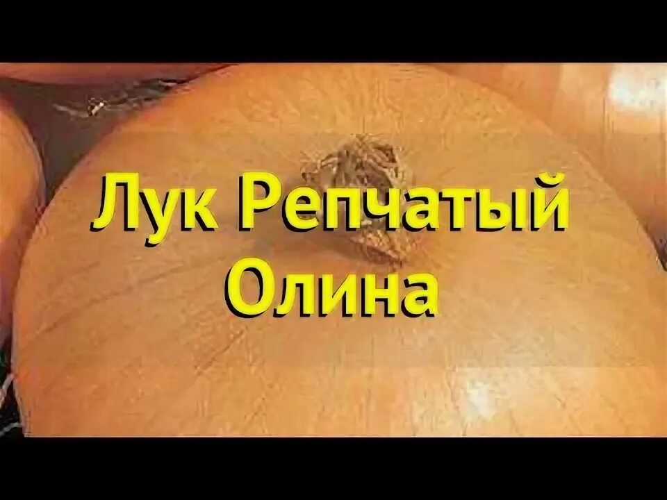Лук олина описание сорта фото - Arhids.ru