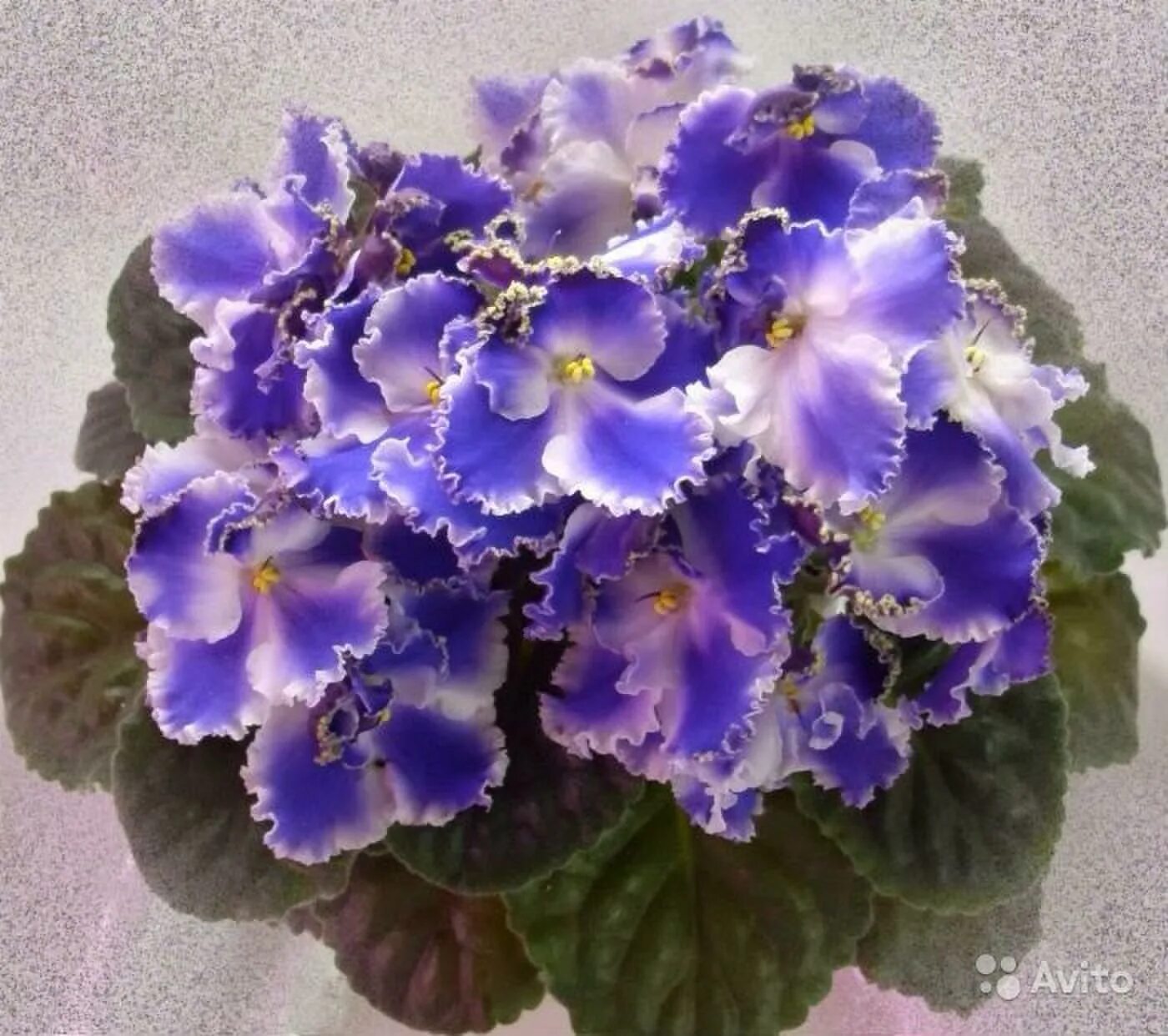 ле буланже фиалка. сорт фиалки ле тристан. фиалка ле оля. фиалка ле инга. сорт фиалки тристан.