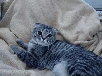 Шотландская кошка добрая