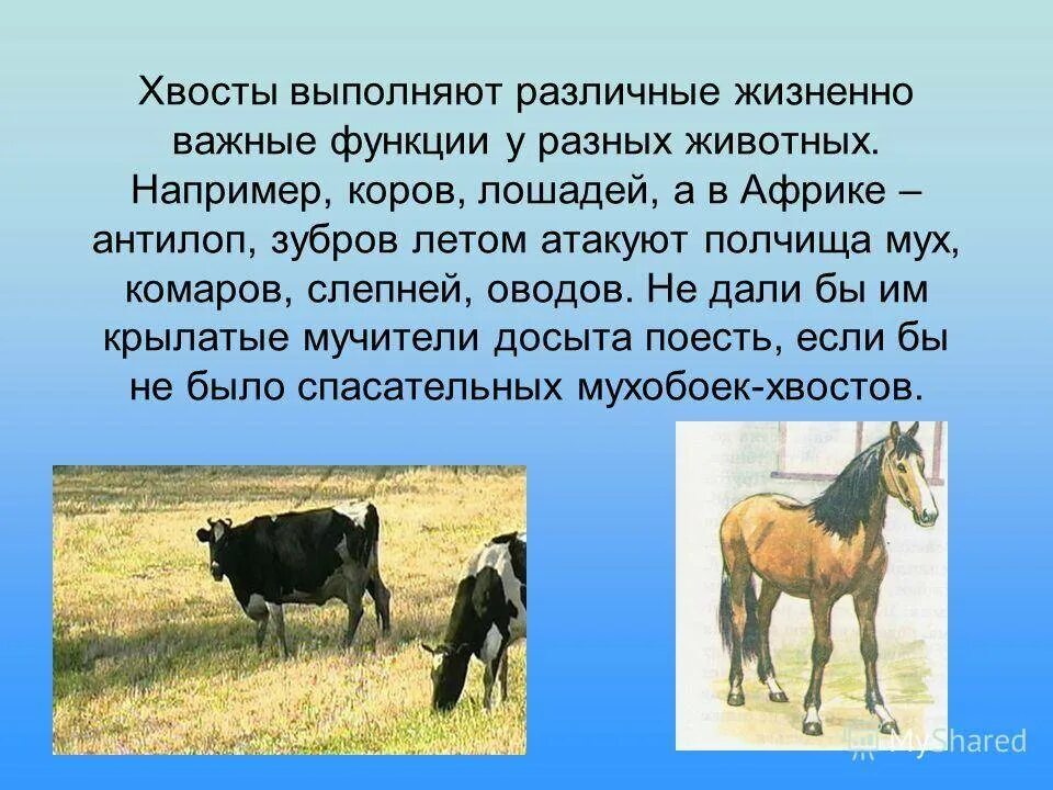 Какие функции выполняет хвост у млекопитающих. Хвосты у животных выполняют разную роль они. роль хвоста у коровы. функции хвостов у животных.