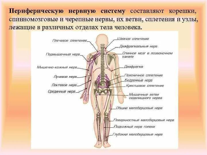 Периферические нервы и сплетения. Сплетения спинномозговых нервов схема. Сплетения периферической нервной системы. Периферическая нервная система спинномозговые нервы. Сплетения спинного мозга.