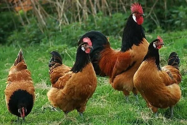 Куры лучших пород фото и описание Blue Andulasian Chickens backyard, Beautiful chickens, Pet chickens