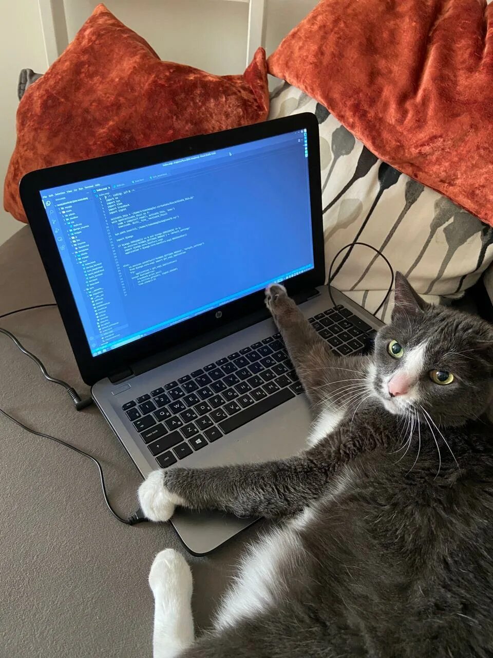 Кот программист. Кот Компьютерщик. Коты программисты. Котики айтишники.