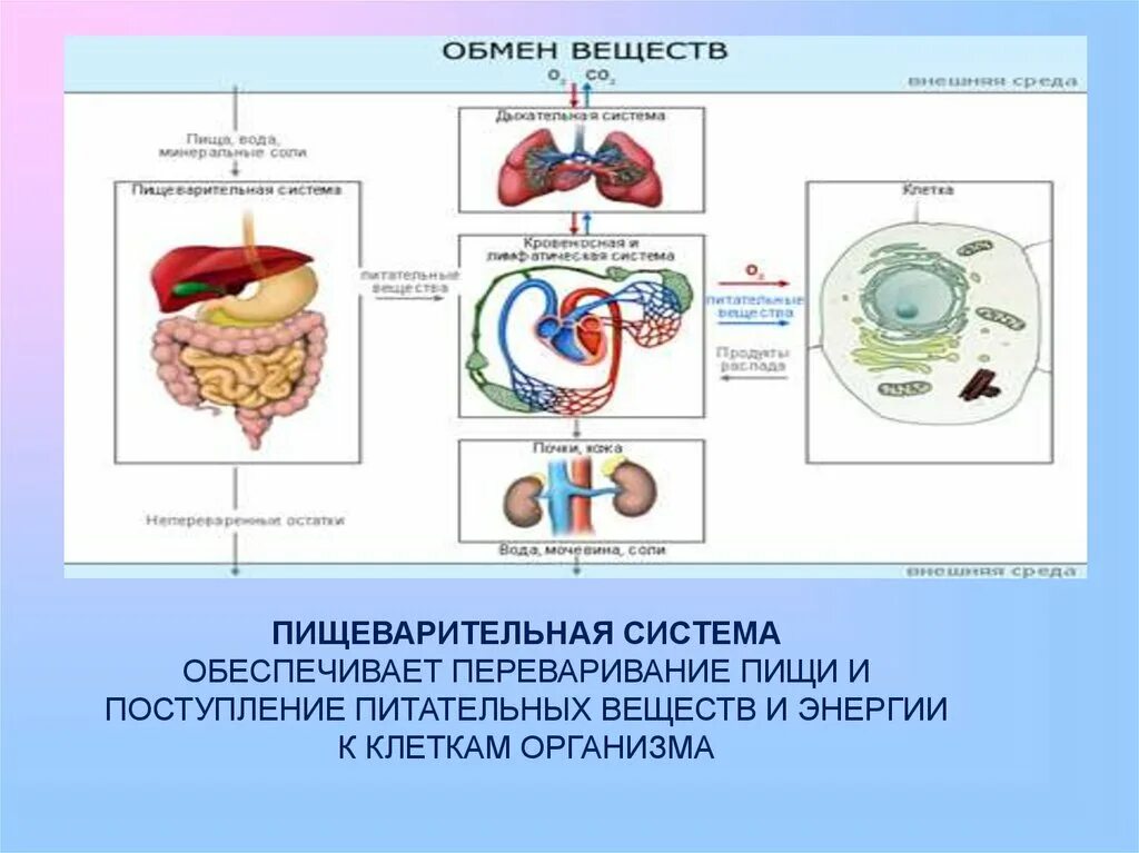 Переваривание веществ в пищеварительной системе. Обмен веществ в пищеварительной системе. Пищеварительная система поступление еды. Питательные вещества пищеварительной системы. Вещества обеспечивающие переваривание пищи