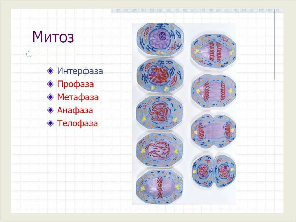 Митоз профаза метафаза анафаза телофаза. Фазы митоза интерфаза профаза метафаза анафаза телофаза. Митоз интерфаза профаза. Деление клетки митоз профаза метафаза анафаза телофаза. 3 этапа интерфазы