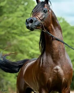 Had hors