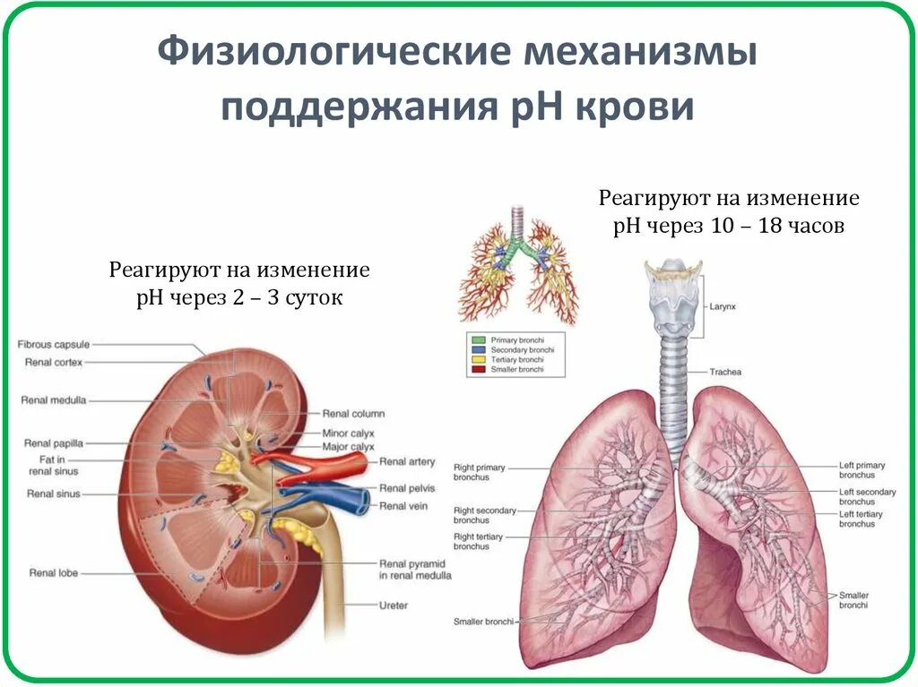 Физиологические изменения в легких. Роль легких в поддержании РН крови. Роль почек и легких в поддержании буферной емкости крови. Почки регулируют РН крови.