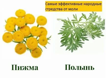 Пижма полынь
