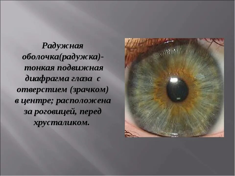 Строение глаза роговица радужка. Строение Радужки глазного яблока. Радужка глаза строение и функции. Строение глаза зрачок радужка.