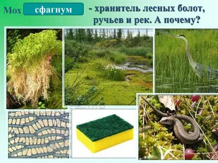 Мхи 7 класс биология кратко
