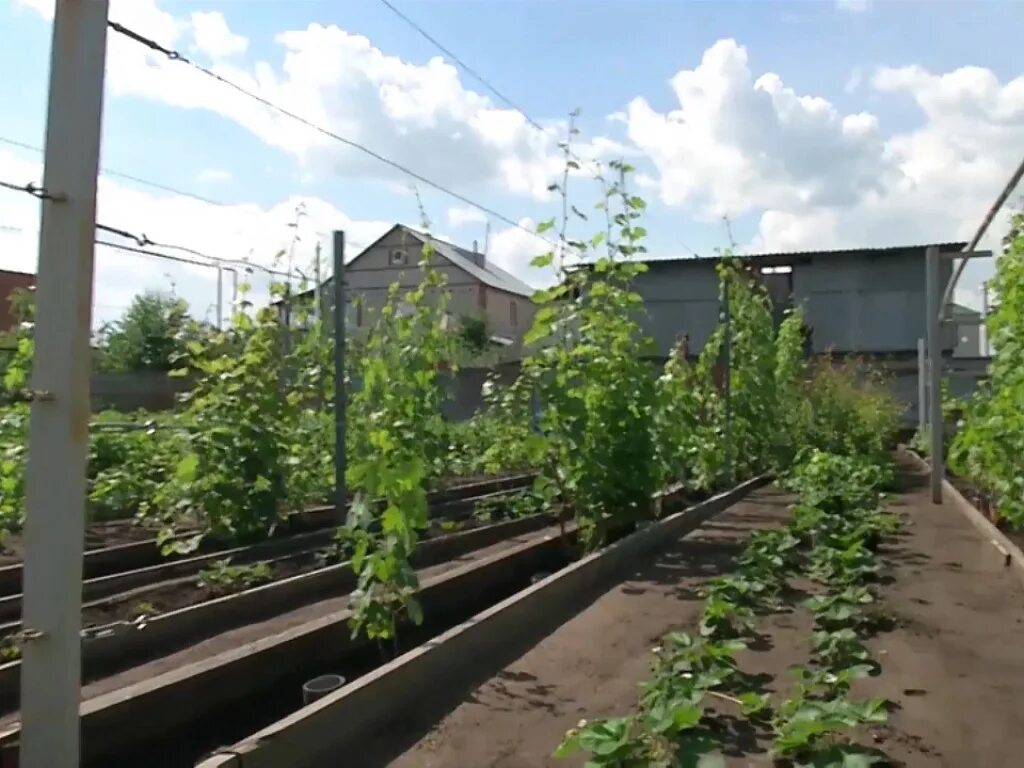 Снт виноградарь ростов на дону. Аникин виноград Южноуральск.