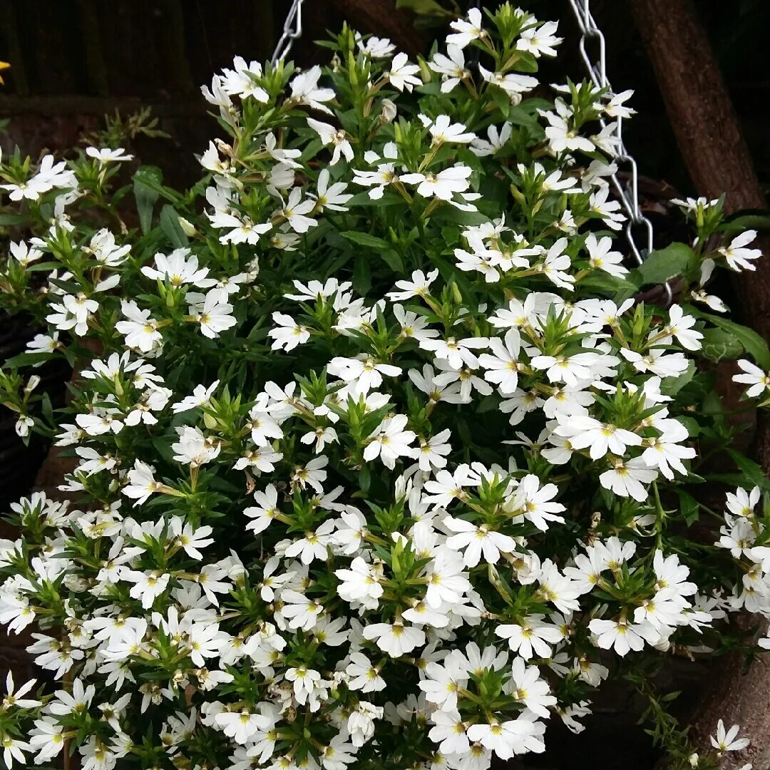 Сцевола ампельная. Сцевола ампельная белая. Сцевола White Touch. Сцевола вегетативная. Цветок сцевола купить