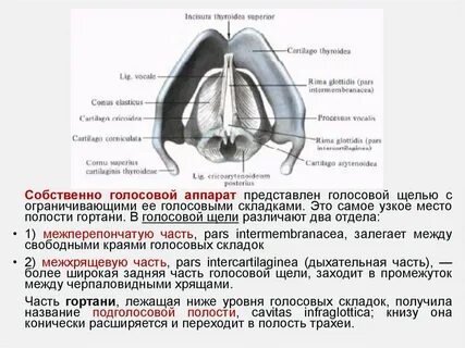 Голосовая щель