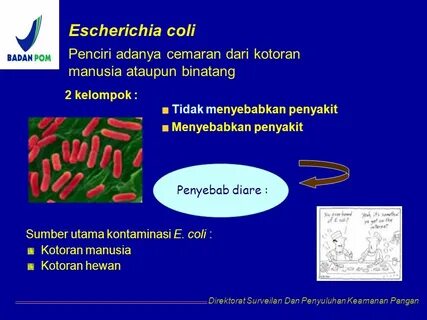 Escherichia coli это