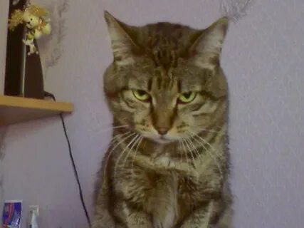 Ходит васька кот