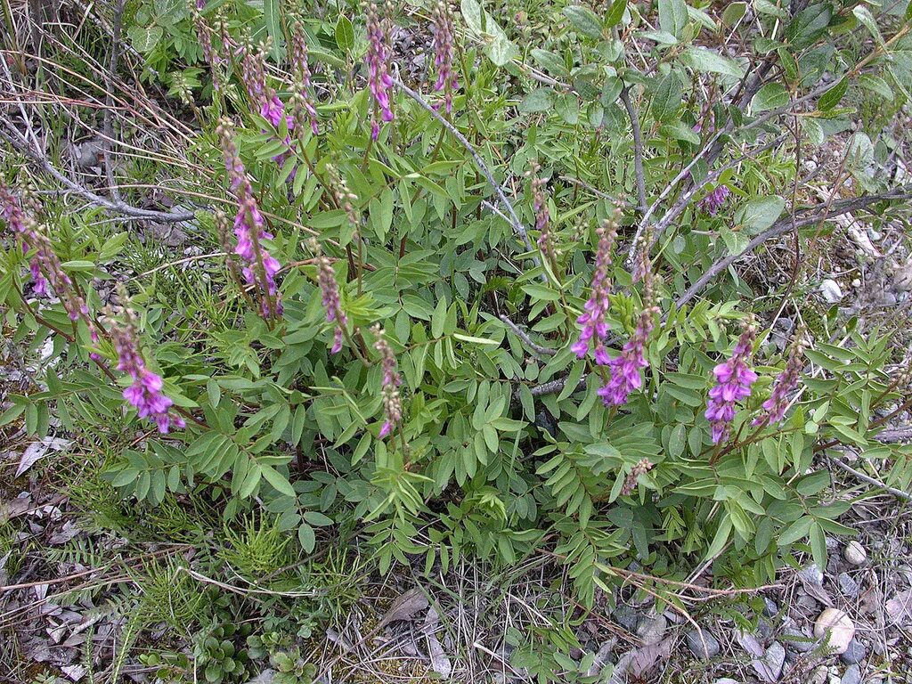 Лакрица Солодка растение. Лакрица корень солодки. Солодка Уральская (Glycyrrhiza uralensis).