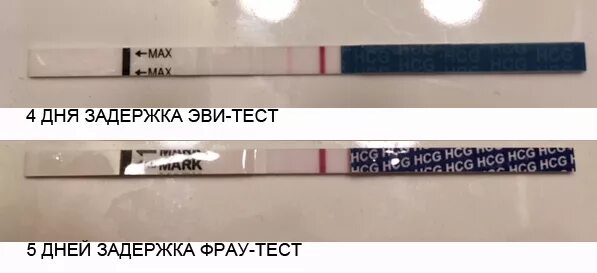 5 день задержки отзывы. Тест за 4 дня до задержки фраутест. Тест в первый день задержки фраутест. Тест фраутест за 3 дня до задержки. Тест на 4 день задержки.