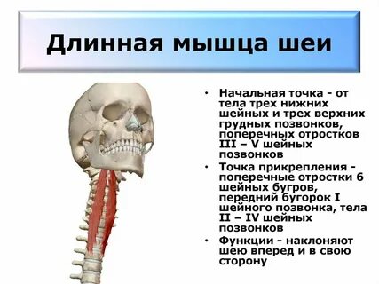 Передняя прямая