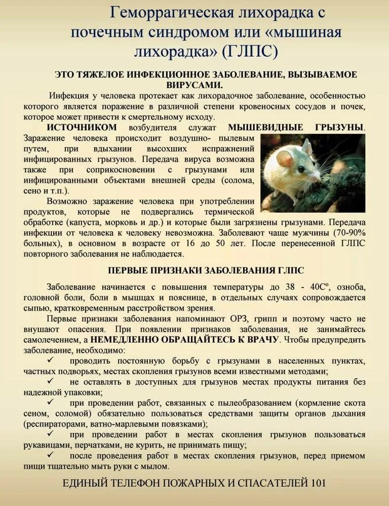Мышиная лихорадка симптомы и лечение. Мышинная лихорадка сиптом. осторожно мышиная лихорадка памятка для родителей. глпс мышиная лихорадка. профилактика глпс мышиной лихорадки.