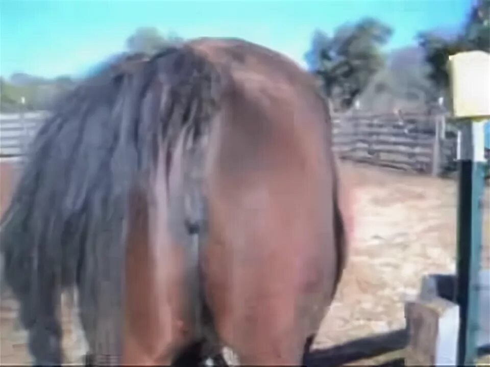 Lots of Power Buffalo & Duck Roaming & Eating at Ground Jenny - YouTube