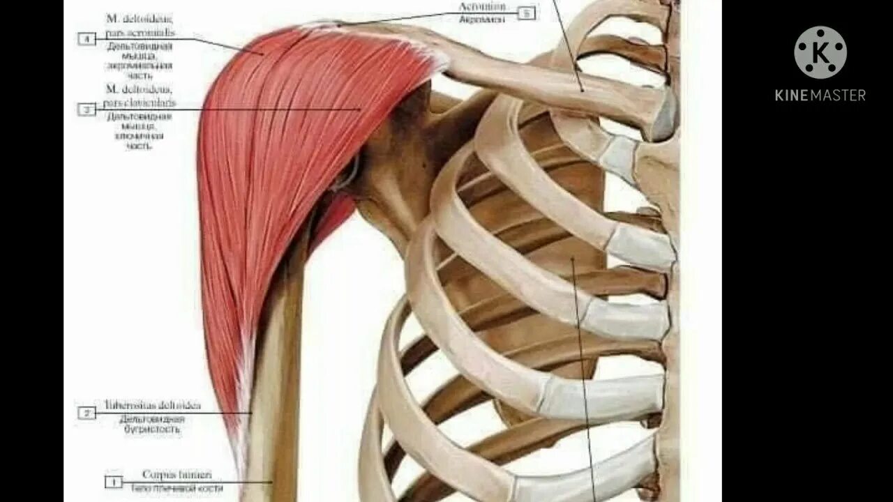 Пучок дельтовидной мышцы. Дельтовидная мышца анатомия. Дельтовидная мышца плеча анатомия. Задняя дельтовидная мышца анатомия. Крепление дельтовидной мышцы.
