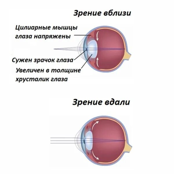 Какую форму имеет хрусталик. Строение глаза цилиарная мышца. Мышцы хрусталика глаза анатомия. Мышцы хрусталика глаза человека анатомия. Хрусталик связки хрусталика.