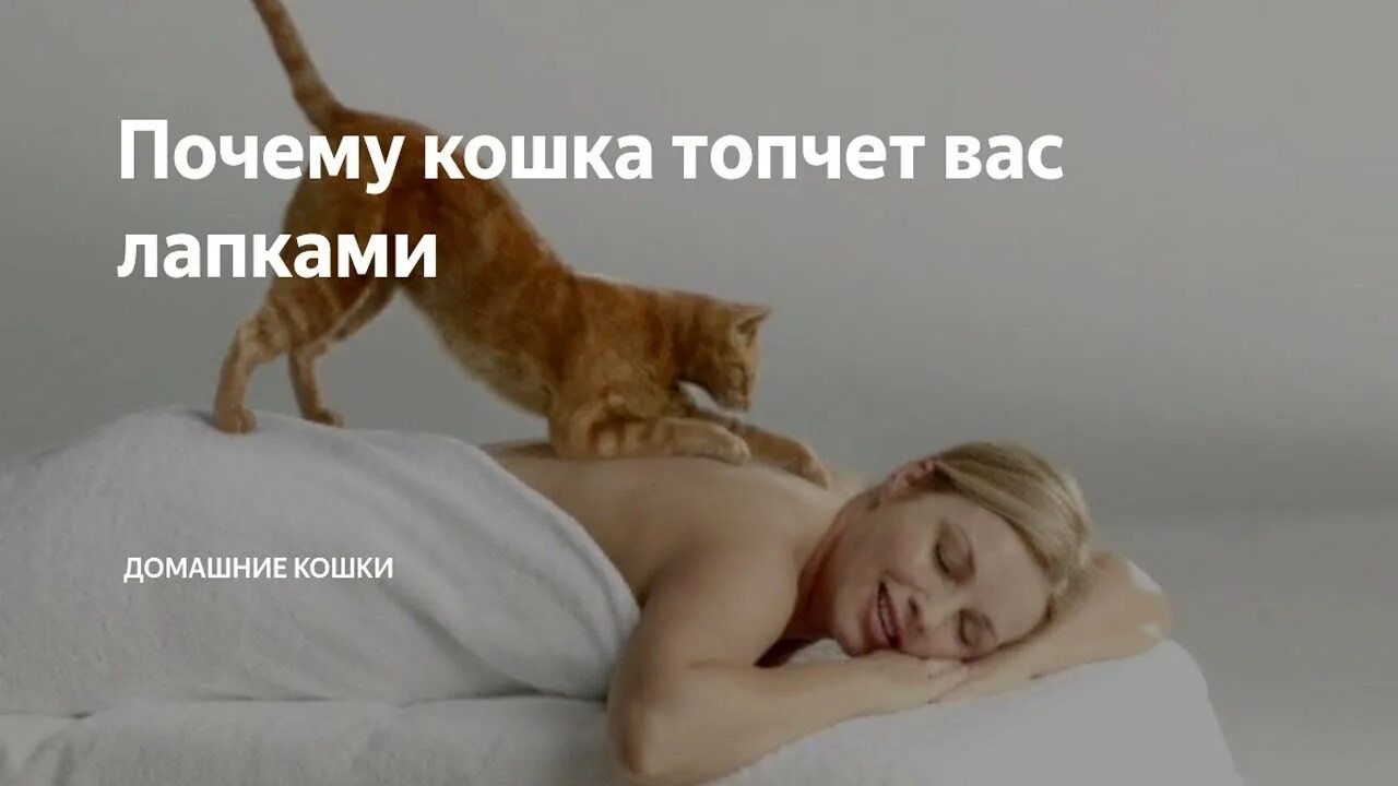 Почему кошки топчутся. Котик делает массаж. Кошка топчется. Кот топчется лапами. Почему коты топчутся лапами