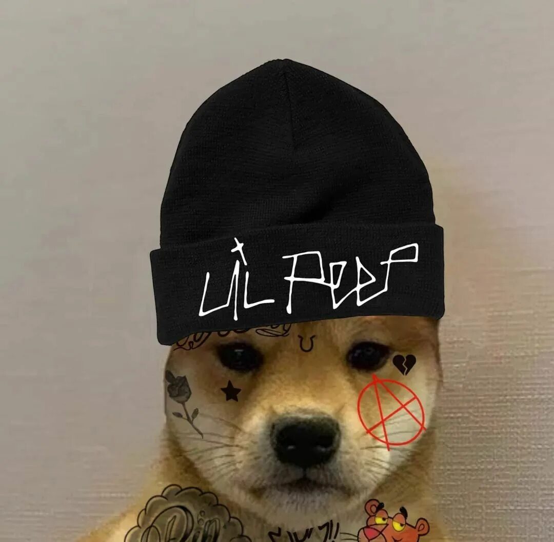 Pin on 動 物 和 寵 物 Dog memes, Funny dogs, Dog icon