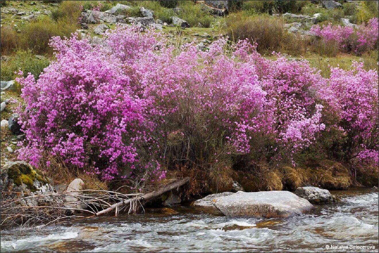 Маральник белокуриха. Алтайский кустарник маральник. Вереск алтай. Долина wales. Тимьян ползучий горный.